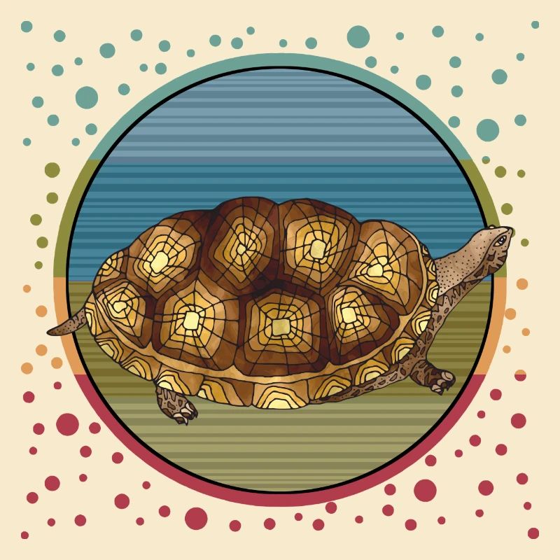 Schildkröte