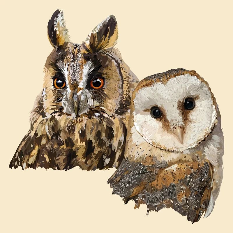 Eule und Eule