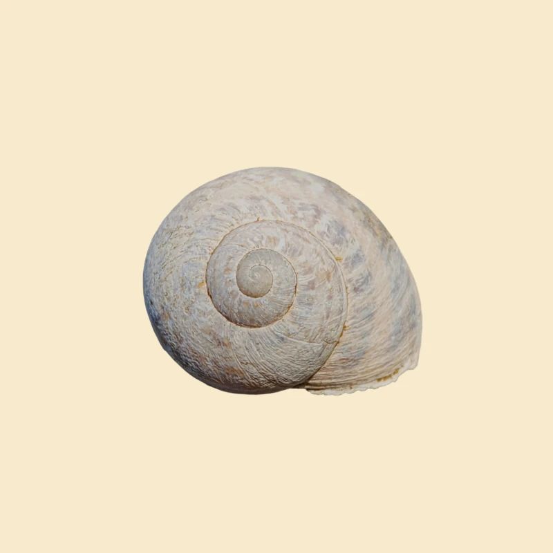 Schnecke