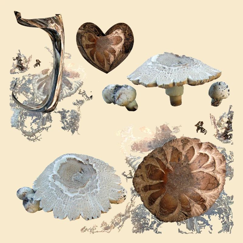Mycètes