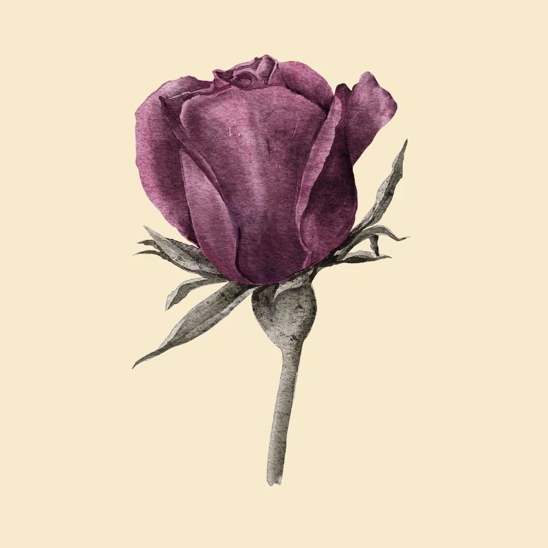 Rose Blume