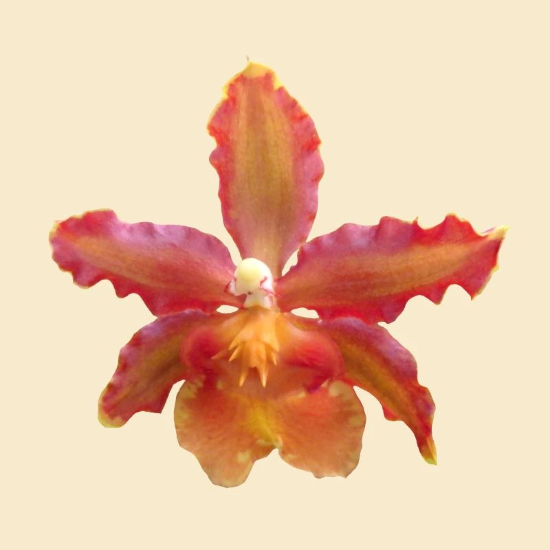 Fleur d’orchidée, Vigne d’orchidée, Fleur d’orchidée