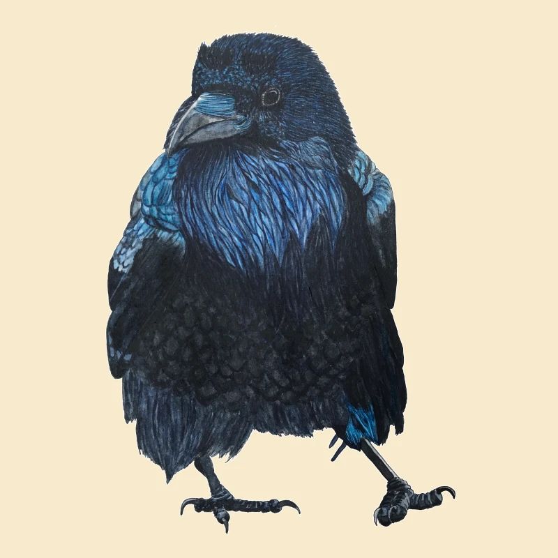 Raven Crow Walking