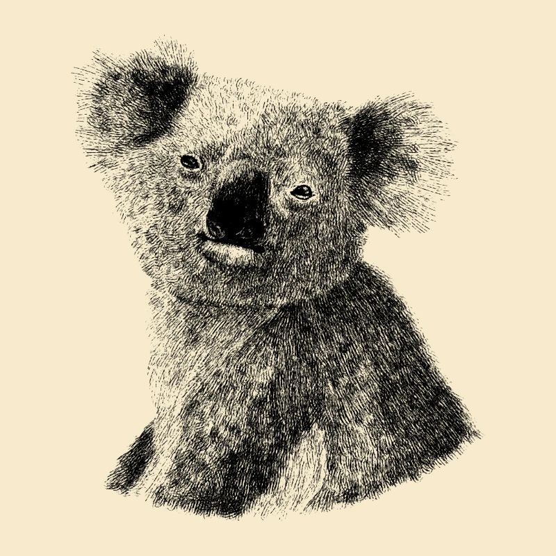 Koala Australia