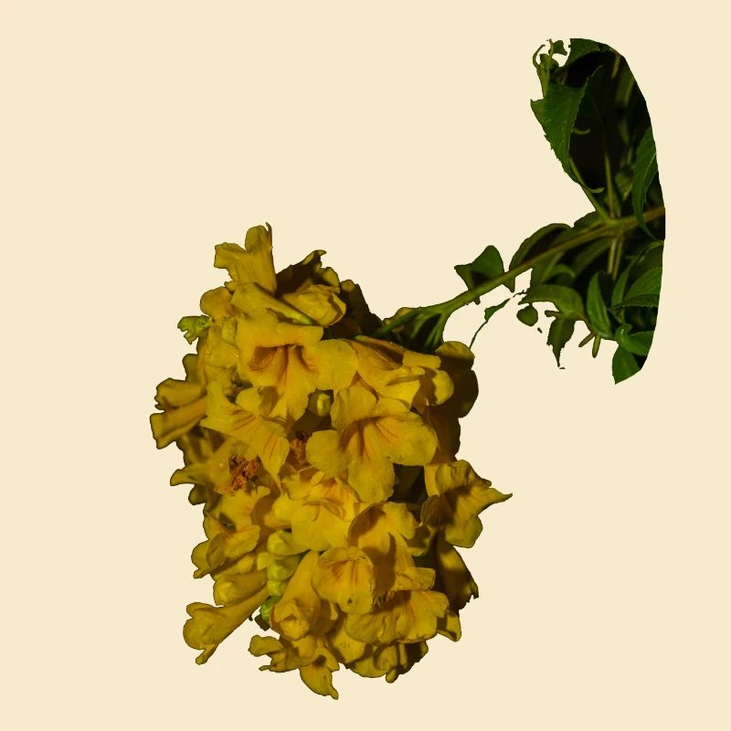 Trompette d'or
