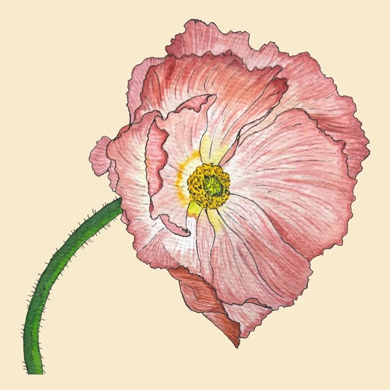 rosa Mohn Blume
