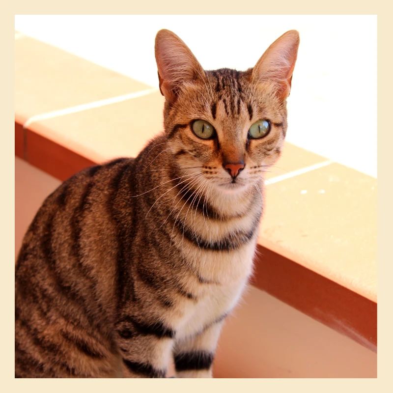 Cat Kitten Poster Square Cat Poster