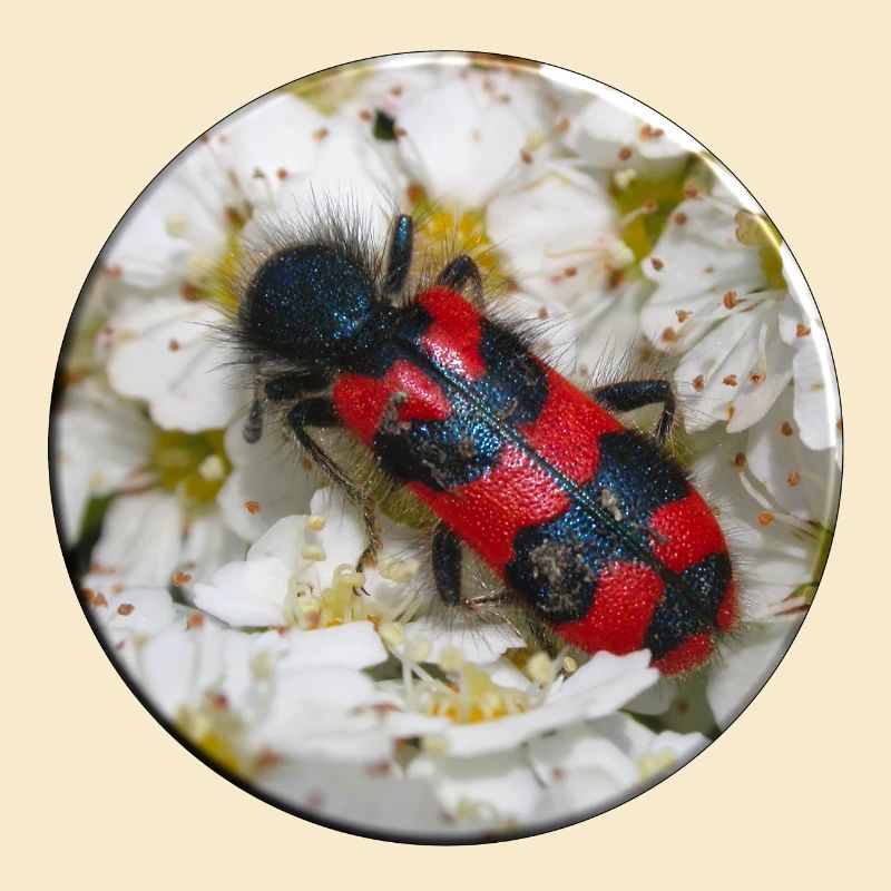 Der Bienenkäfer oder Bienenwolf