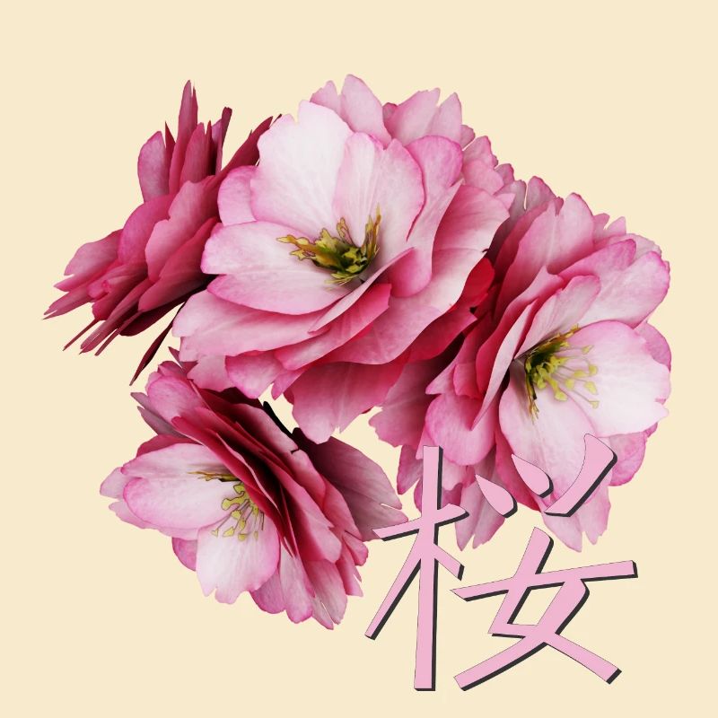 Cherry Blossom