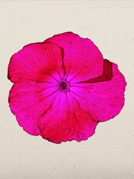 bartnelke, tolle blumendesigns