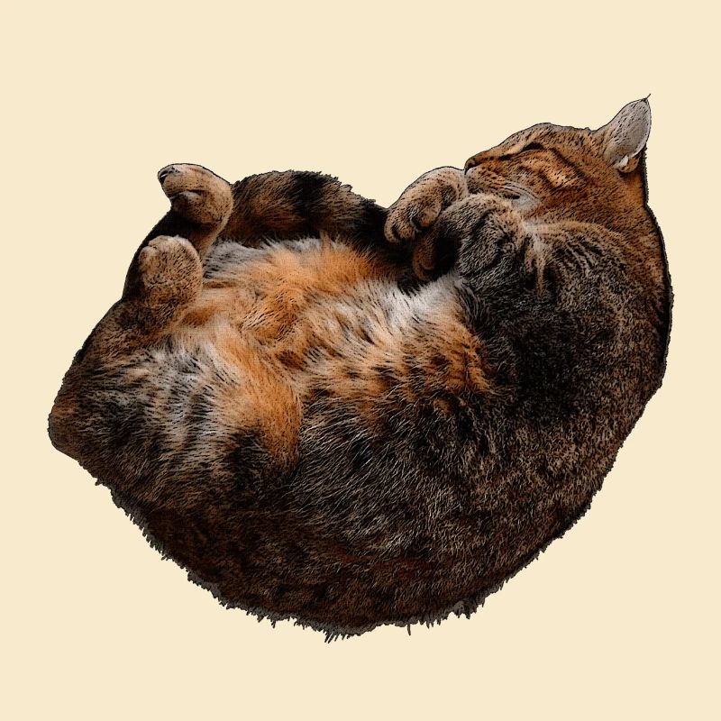 entspannte Katze, tabby motive