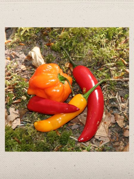 Farbenfrohe CHILI’s
