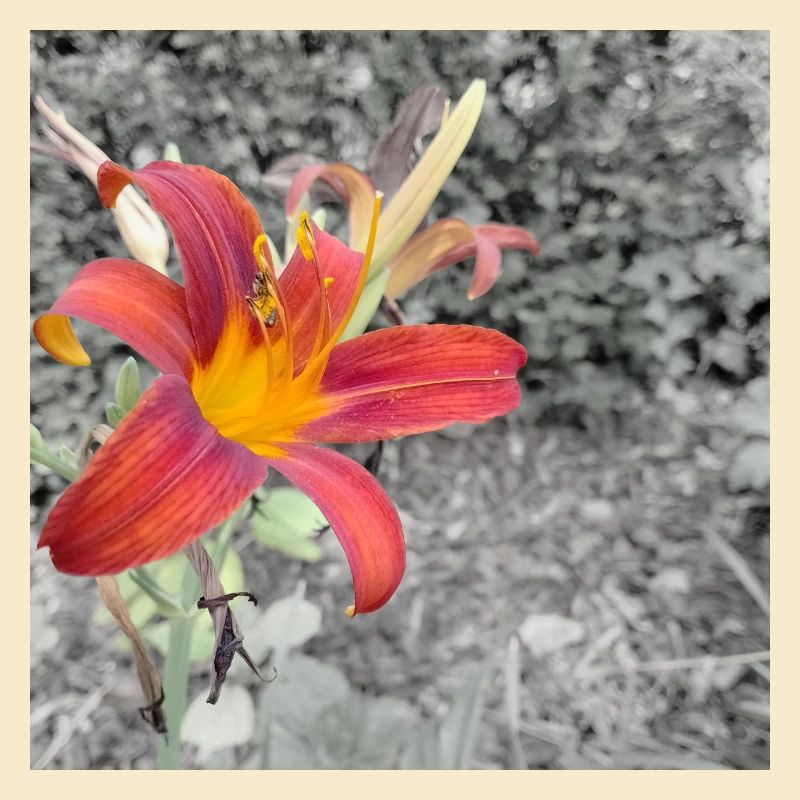 Contraste de couleurs éclatant comme un lycérophe