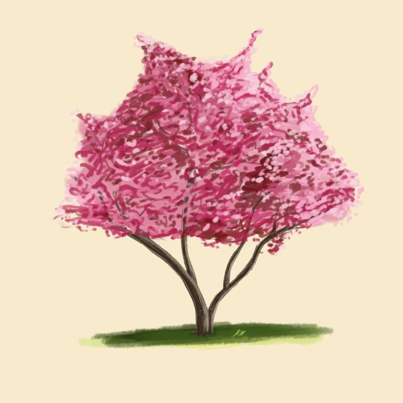 Kirsch-Sakura Rosa Blumenbaum