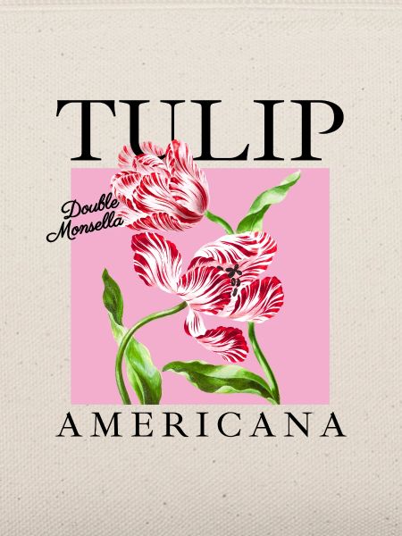 Barock-Tulpen Duo auf Rosa