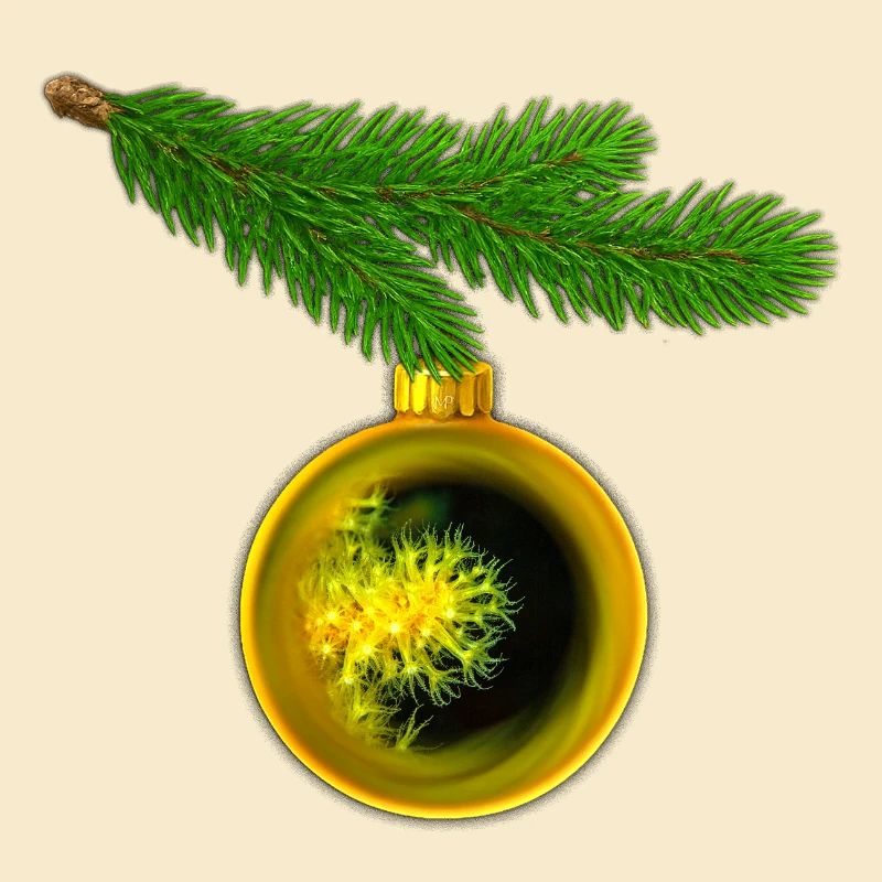 Boule de Noël avec des anémones crustacées sur une branche de sapin