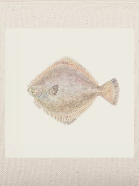 Flunder Fisch Aquarell – Maritime Illustration