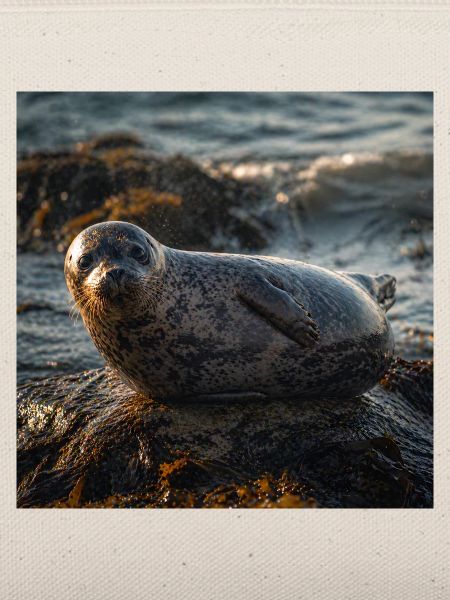 Robbe auf der Klippe am Meer