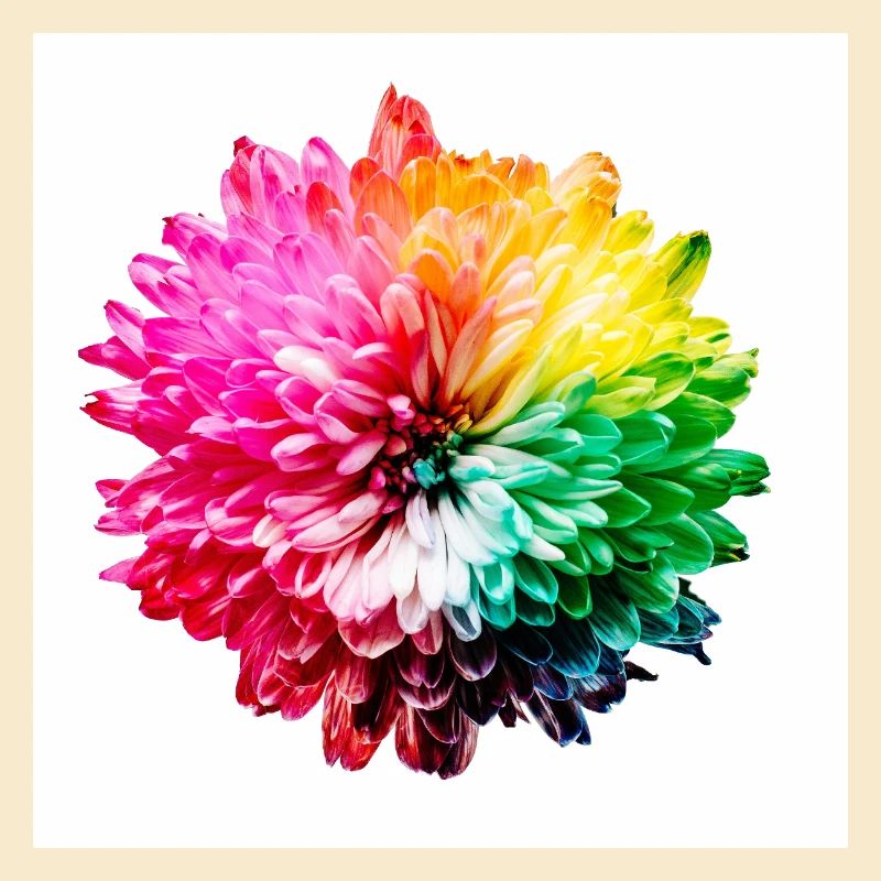 Regenbogen Blüte Explosion