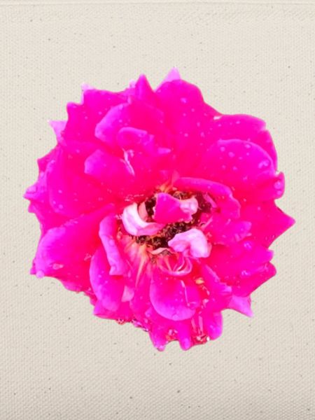 Pop Art Rose