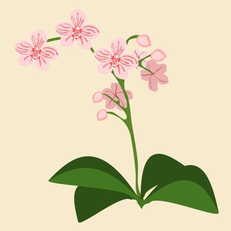 orchidée