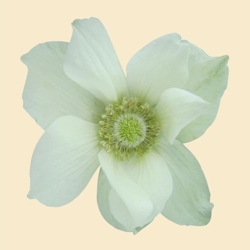 Flower de