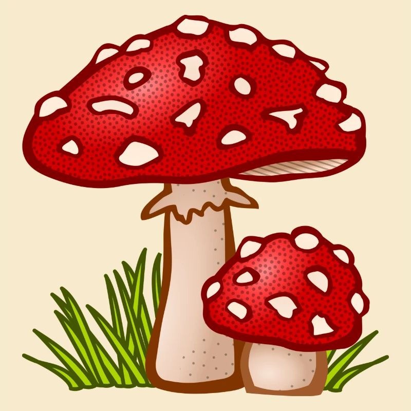 champignons champignons champignons légumes légumes vegetables18