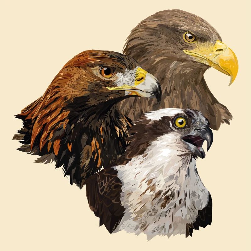 Raubvögel