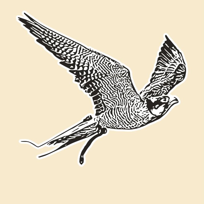 Falke im Flug