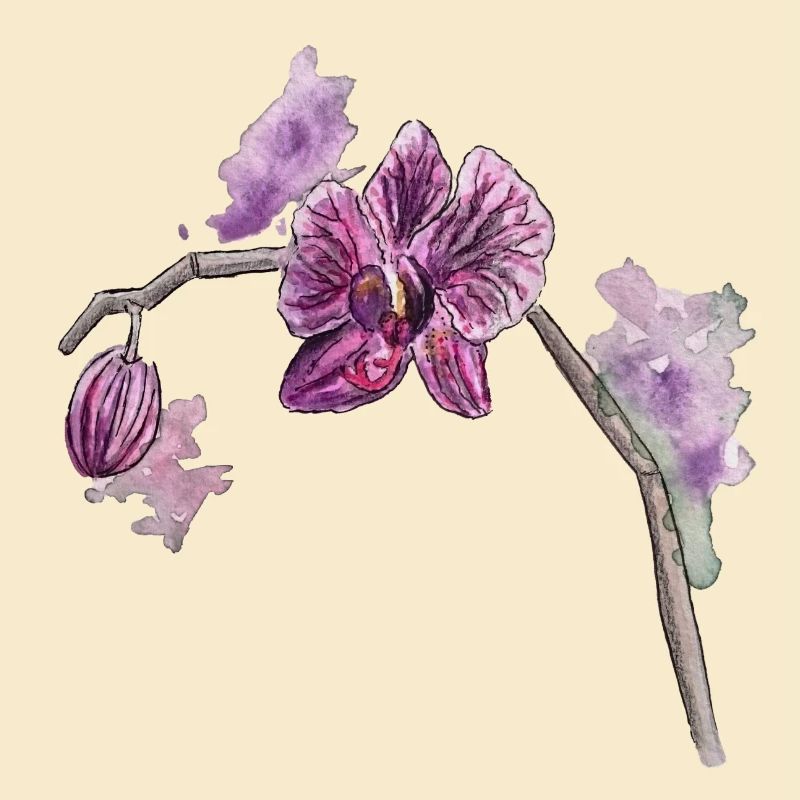 Orchidée - Plante - Fleur