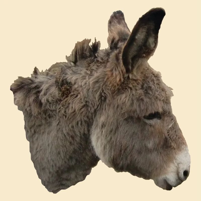 Donkey