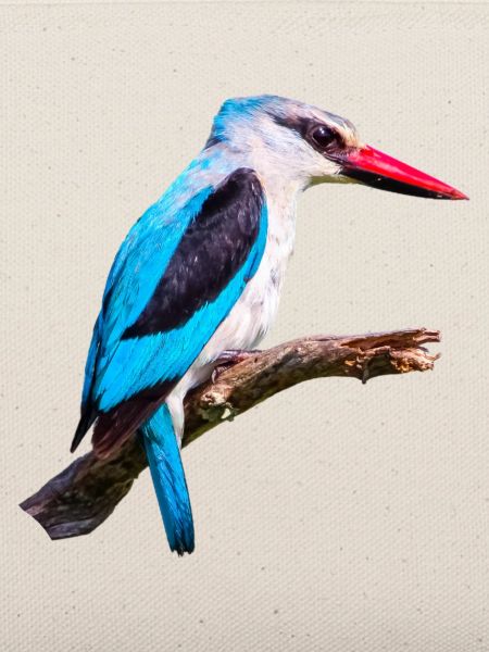 Woodland_Kingfisher