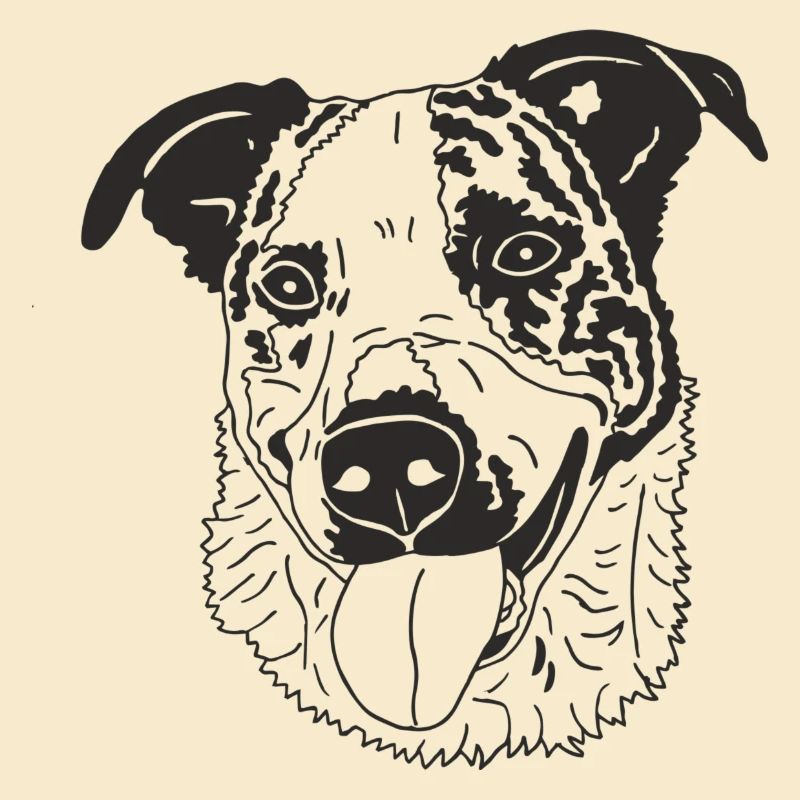 Basenji Mix