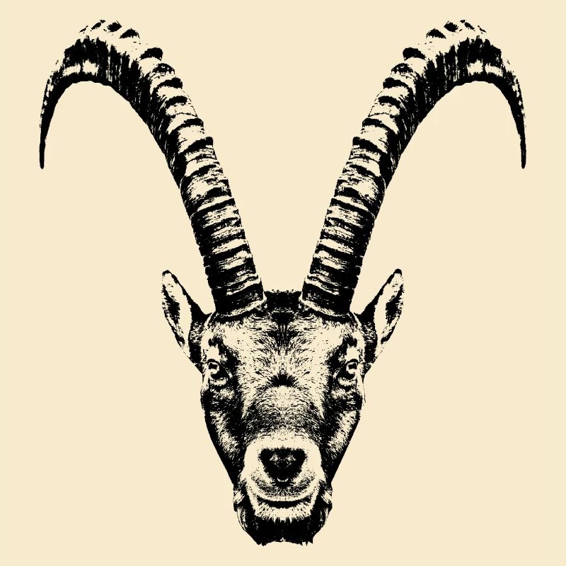 Steinbock / Kopf / Ibex / frontal
