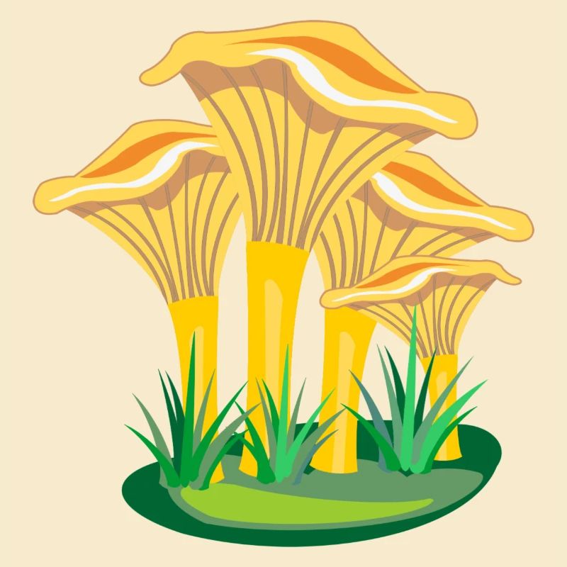 Champignons champignons