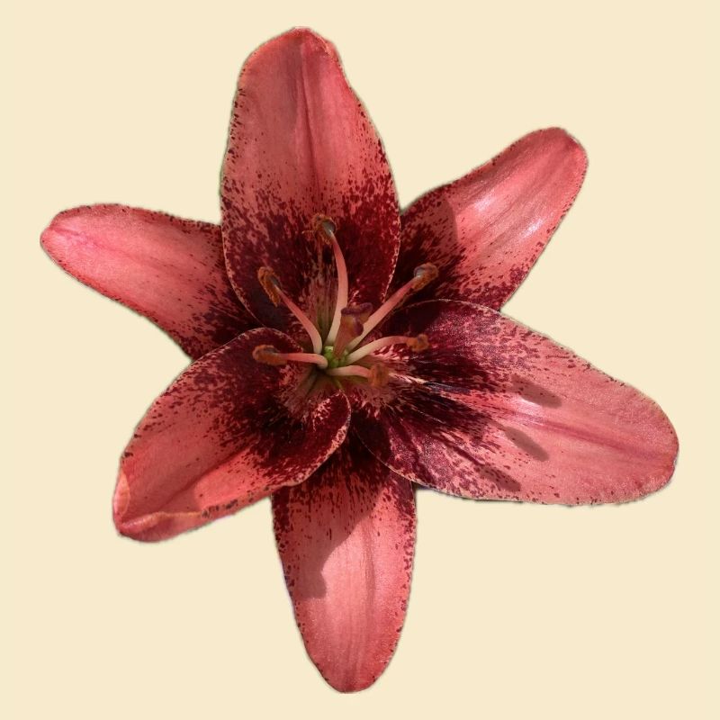 Elegantes rosa Lilienblüten-Design