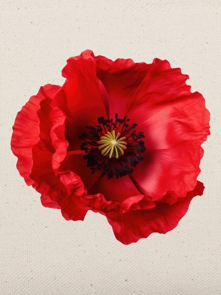 Mohnblume