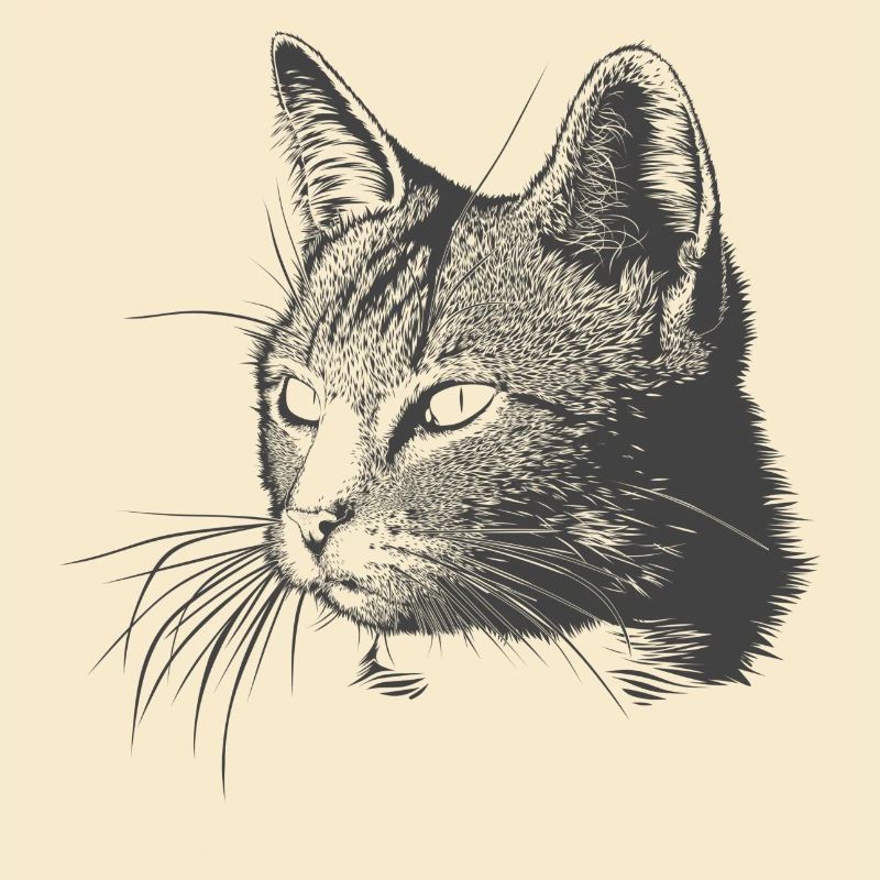Katze
