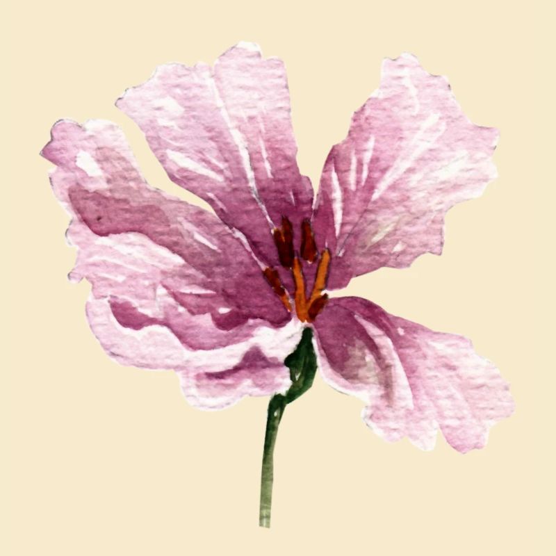 blume rosa