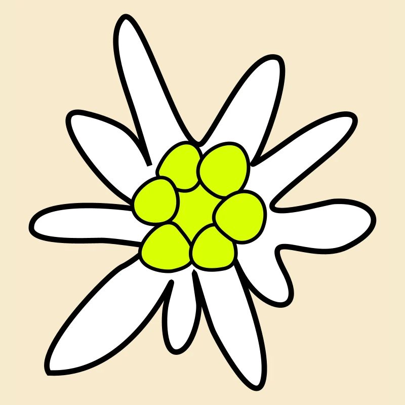 Edelweiss, ghosteweed
