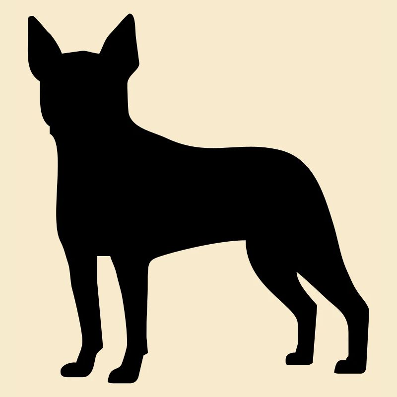 Boston Terrier