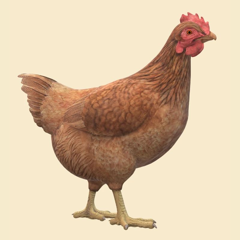 3D Huhn