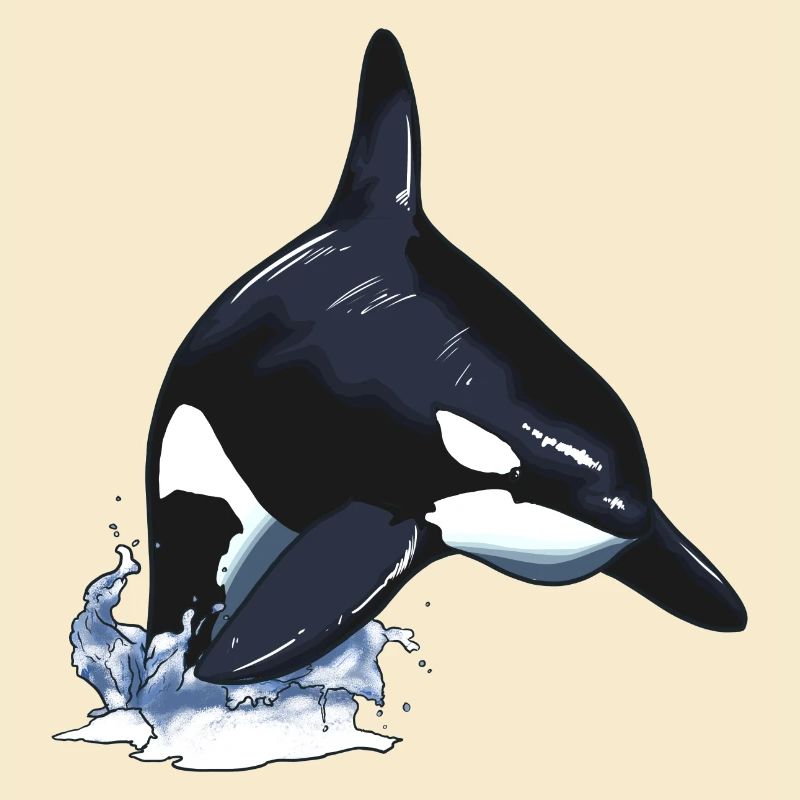 Orca Killerwal Schwertwal Sprung