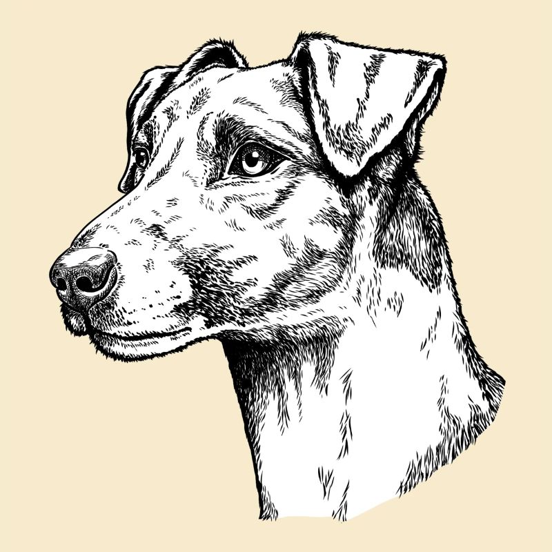Foxterrier Glatthaar Portrait