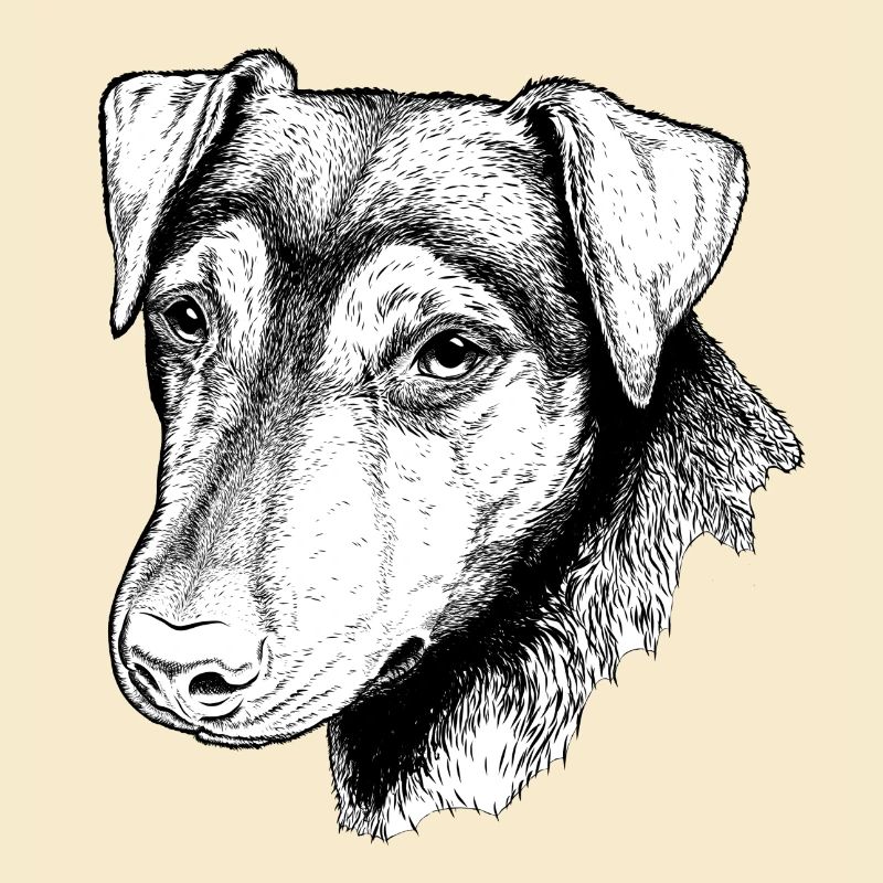 Jagdterrier Portrait