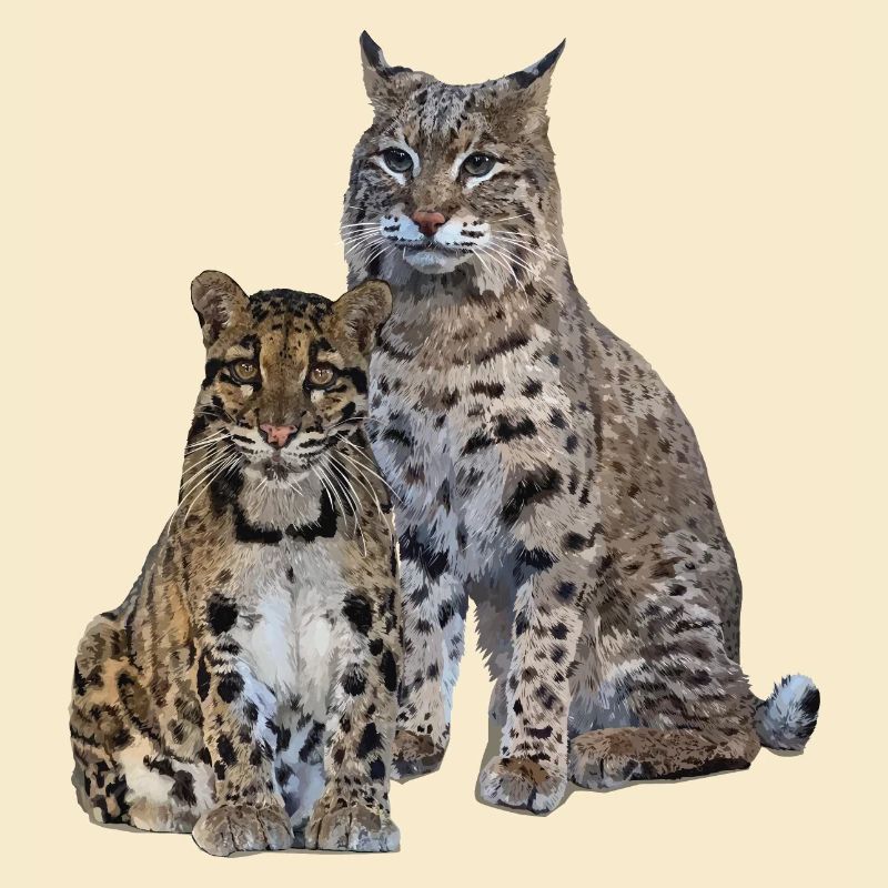 Clouded leopard and lynx