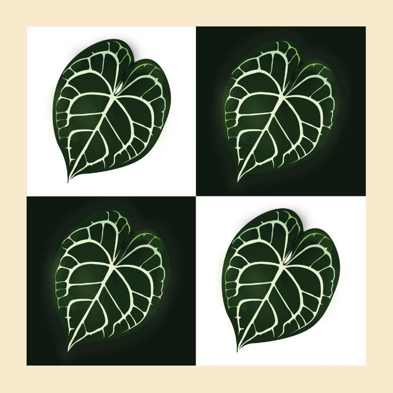 Anthurium Clarinervium