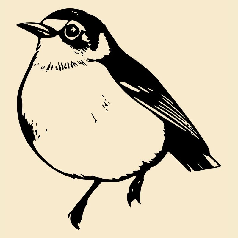 Vogel schwarz schwarzer Vogel