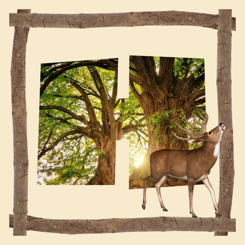 wald mit hirsch h