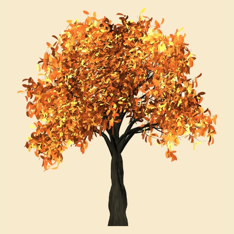 tree arbre blaetter automne branches isolée
